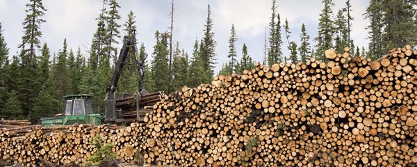 Industry Spotlight - Forestry