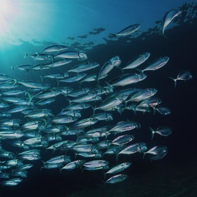 Important News For Users Of SOLAS / MED Certified Marine products