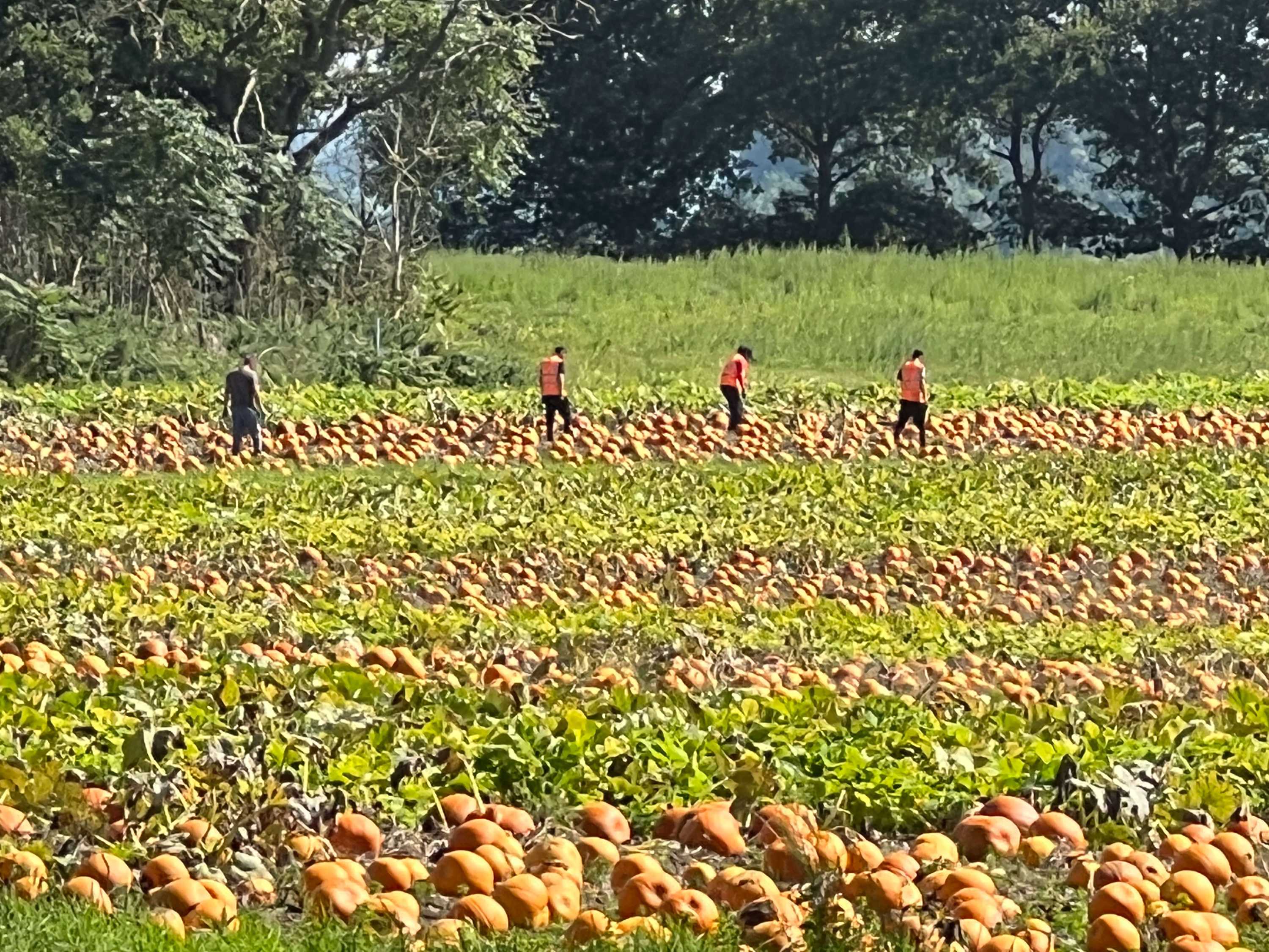 Pumpkin Patch Field Pumpkin Patch Field
